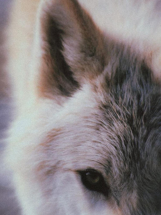 My animal form