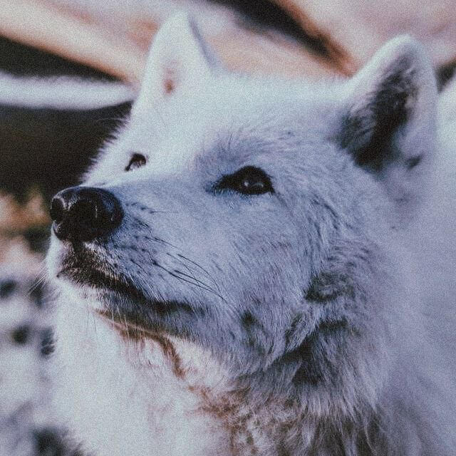 My wolf